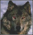 аватар для wolfzangel
